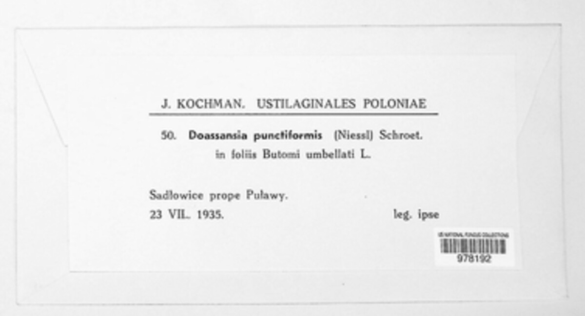 Doassansia image
